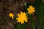 Twoflower dwarfdandelion